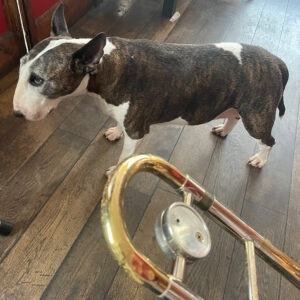 Modern Arms dog